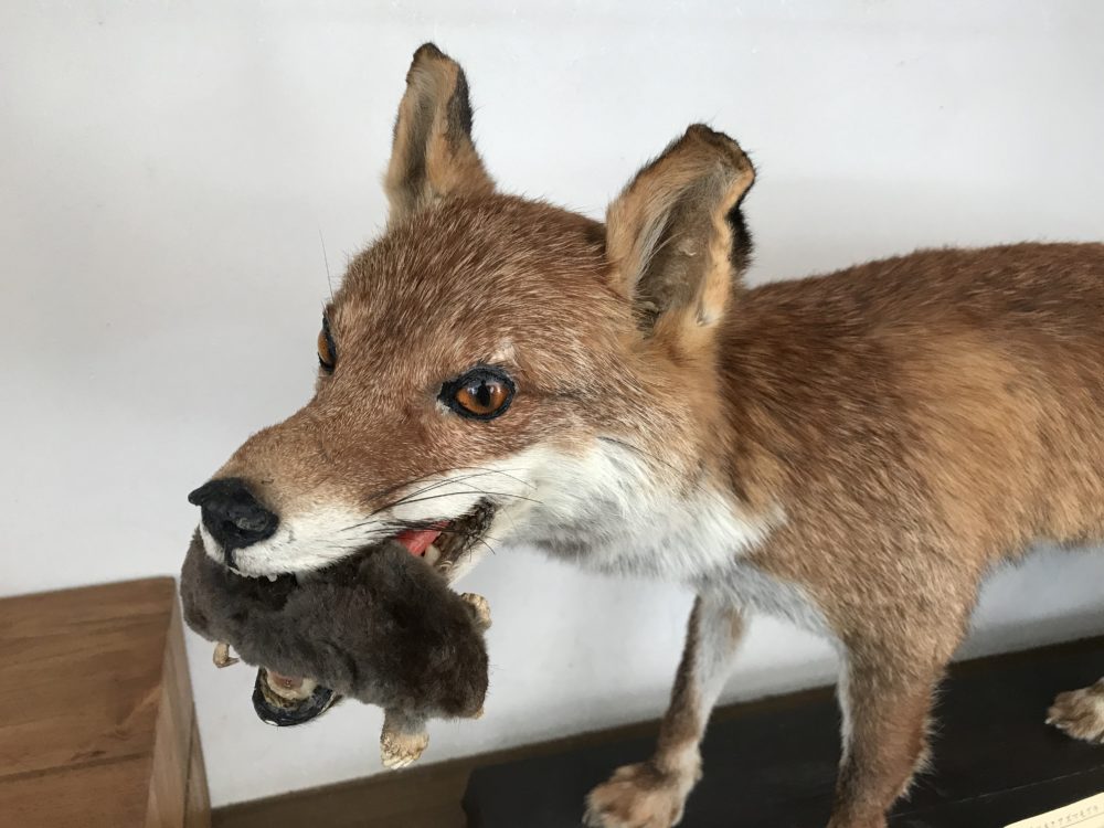 軽井沢キツネ】剥製